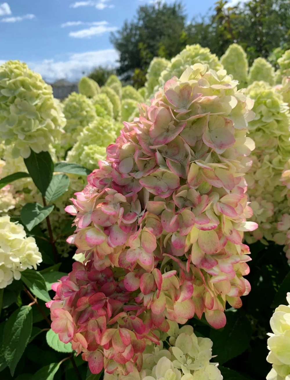 Гортензия метельчатая Бонфаер- Костёр ( Hydrangea paniculata Bonfire 'GRHP12'PBR)