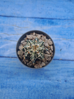 Astrophytum Myriostigma Fukuryu (Астрофитум)