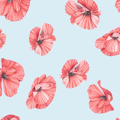 Цветы мака на белом фоне. Poppy flowers on white background.