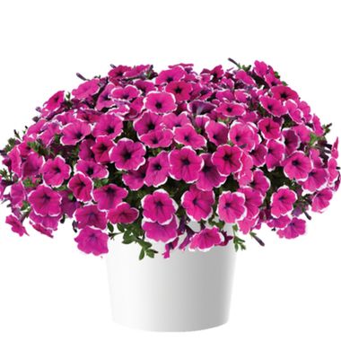 3212 Петуния CASCADIAS RIM CHERRY IMP.
