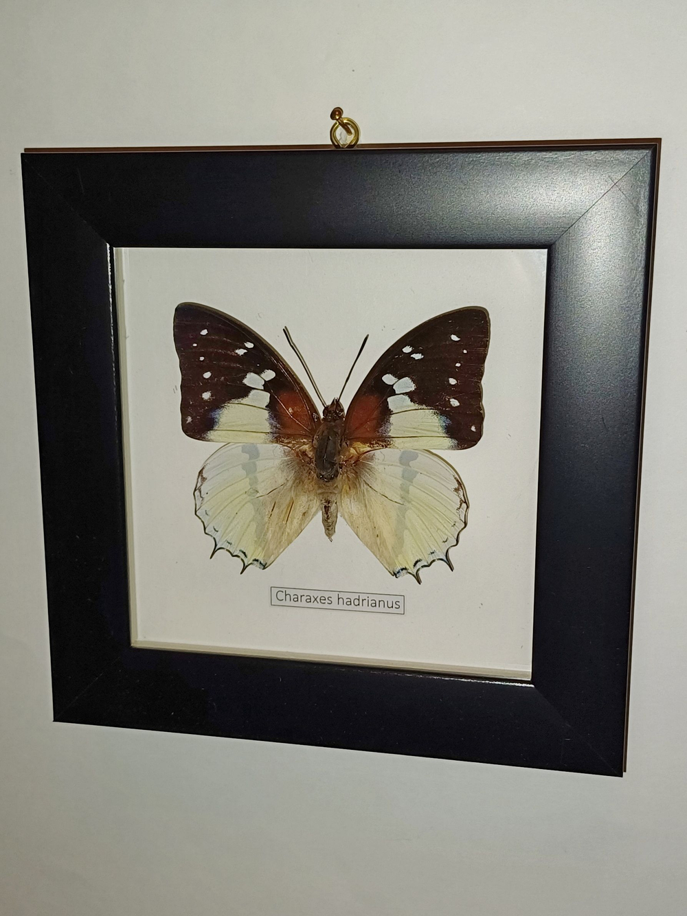 Бабочка Charaxes hardianus в рамке