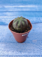 Euphorbia Obesa (Эуфорбия)