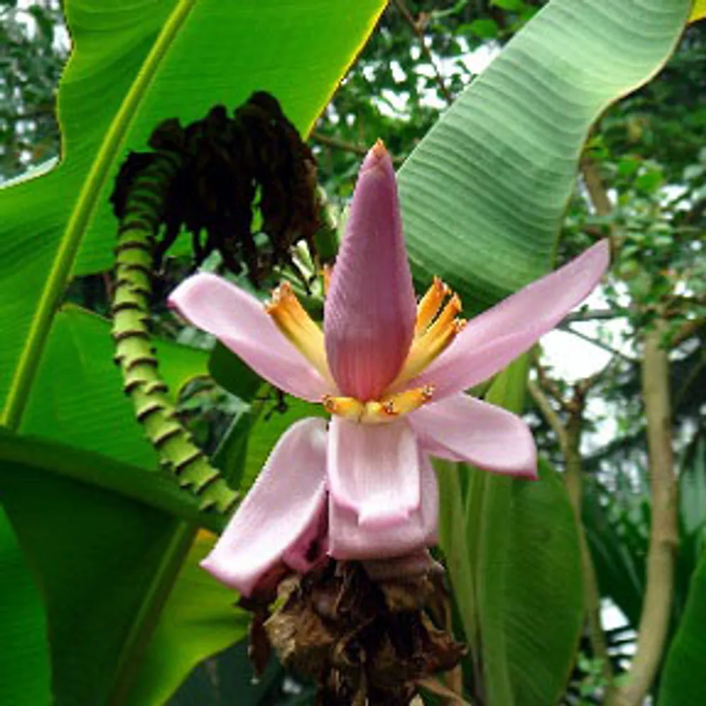 Банан лавандовый (Musa ornata) семена 2 шт