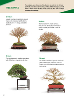 The Ultimate Bonsai Handbook: The Complete Guide for Beginners