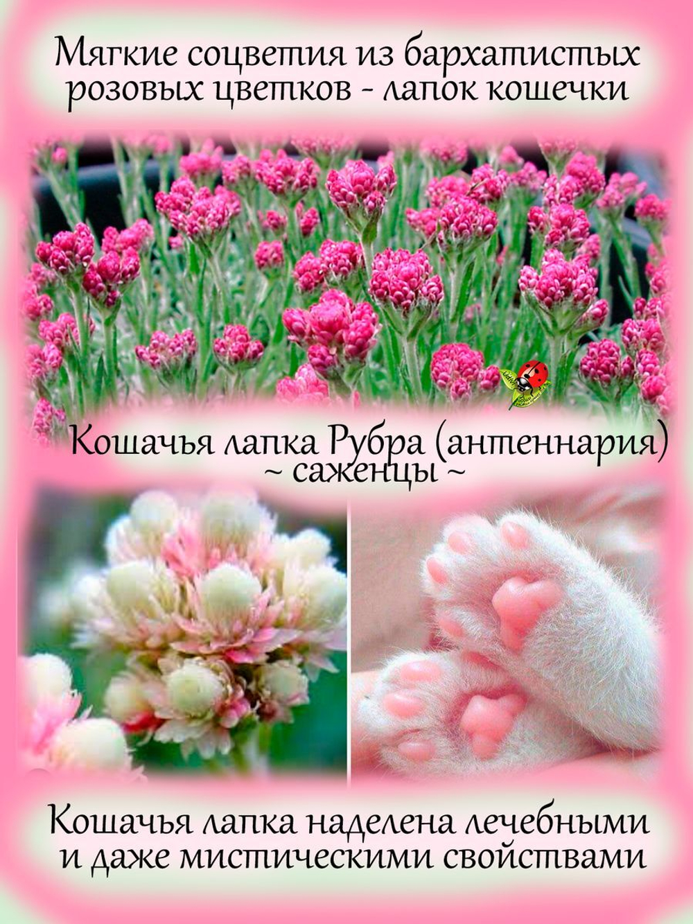 Антенария Розея Кошачья лапка