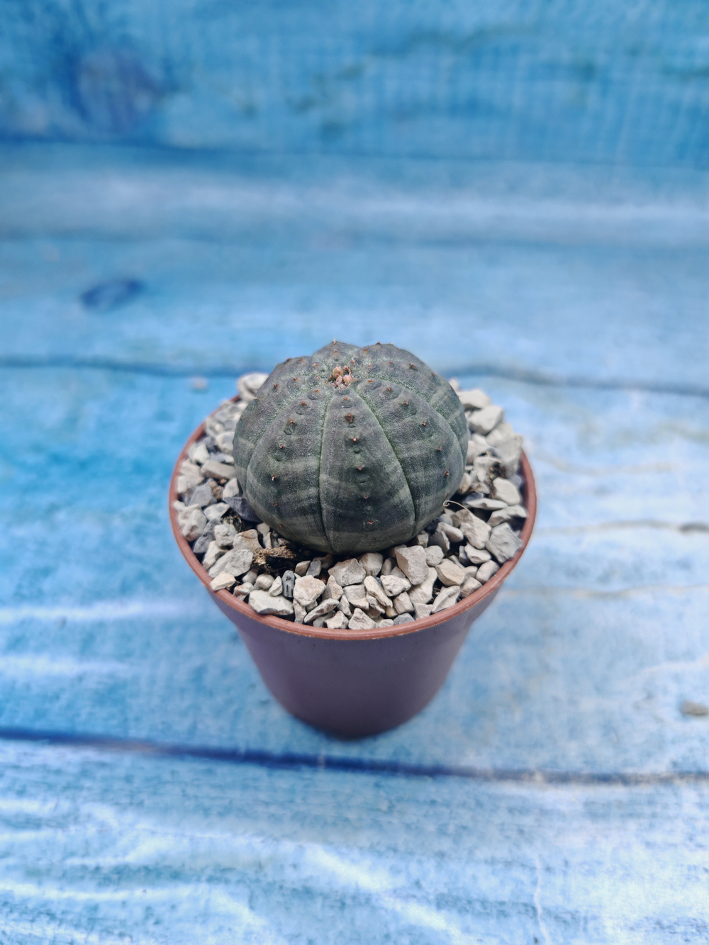 Euphoria Obesa (Эуфорбия)