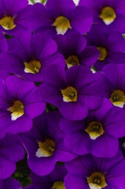 19275 Калибрахоа CALITASTIC VIOLACEOUS (ОСЕНЬ 2025)