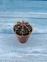 Gymnocalycium Friedrichii (Гимнокалициум)