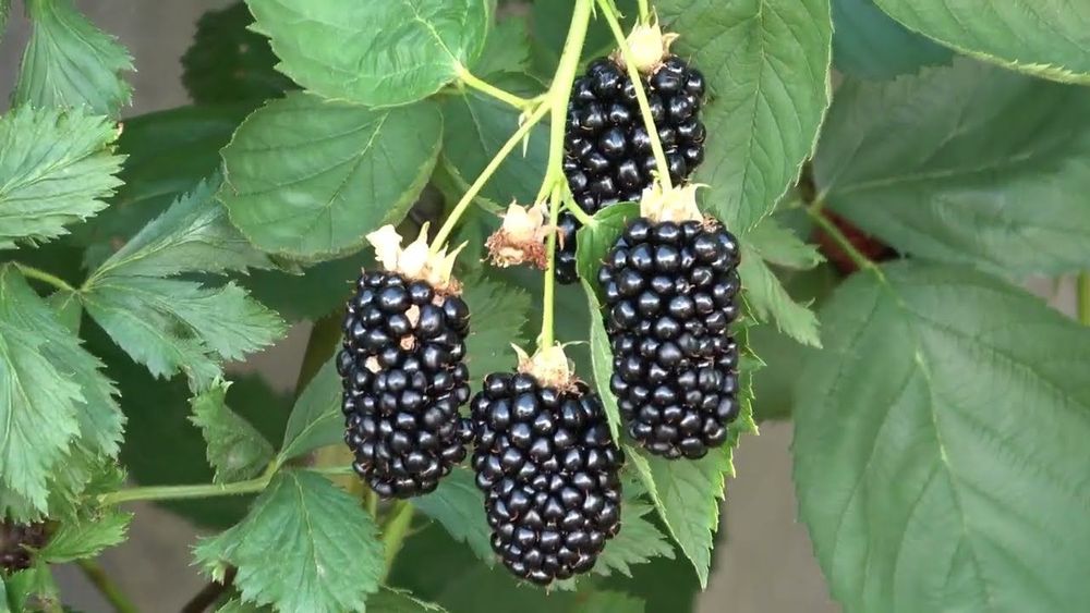 Ежевика Натчез Р9 Закупка Н17 май 2027