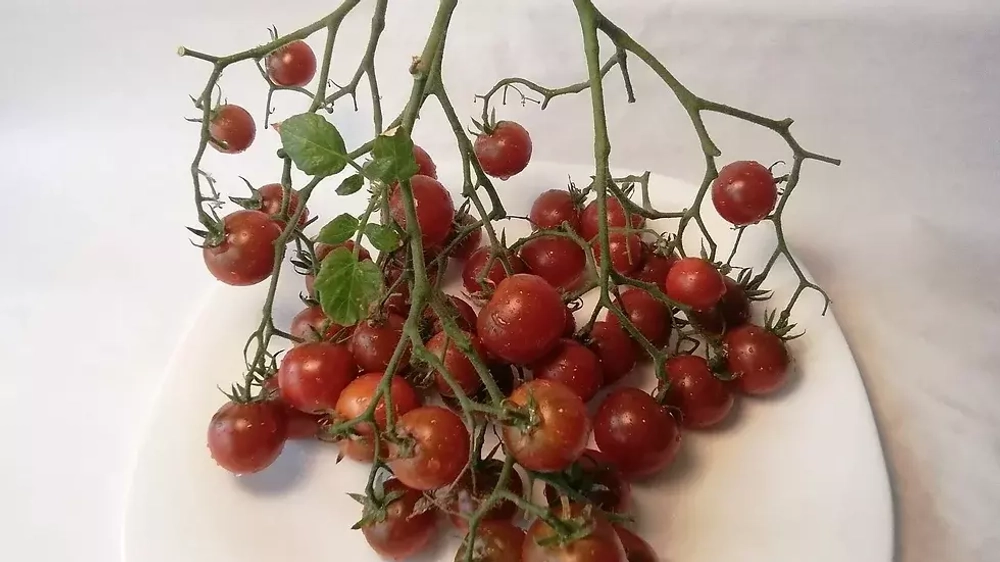 Гном Мультифлора / Dwarf Multiflora ампельный томат, мультифлорные кисти