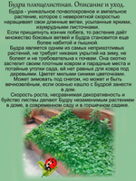 Будра Изумрудная плющевидная почвопокровная многолетник
