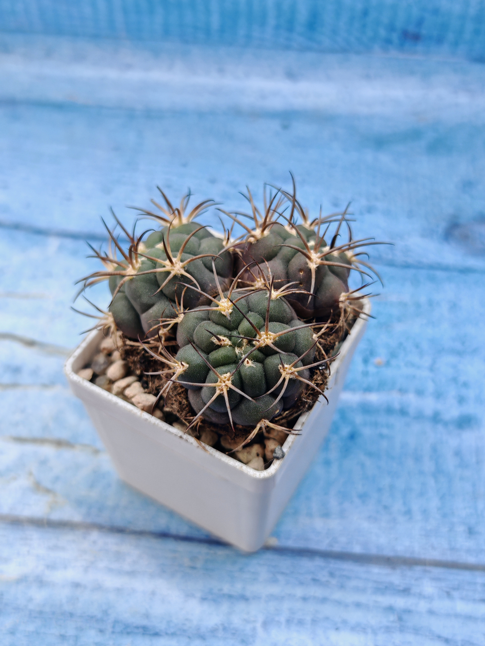 Gymnocalycium Pflanzii 3 head (Гимнокалициум)
