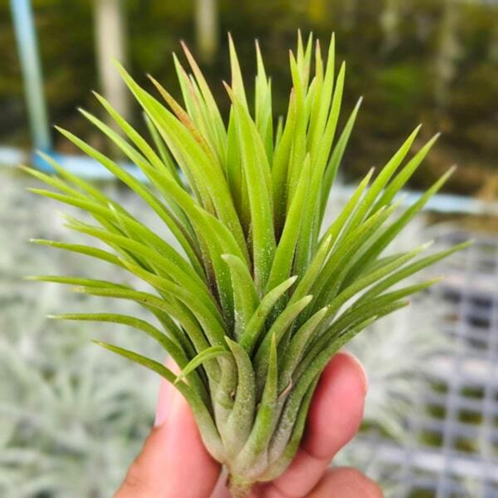 Тилландсия ionantha Monkey Tail S (Т39)