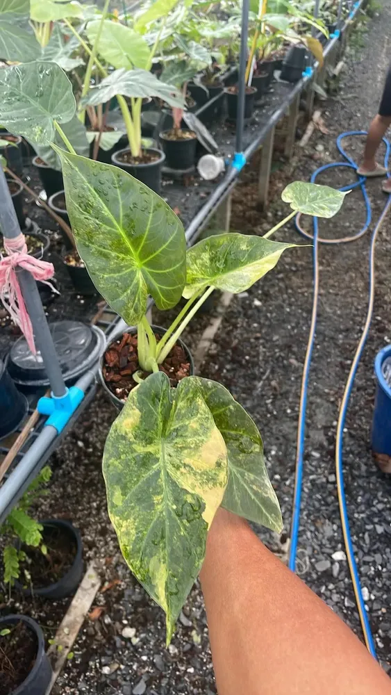 Алоказия Alocasia Regal shield растение