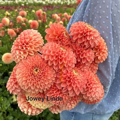 Георгина Джовей Линда (Jowey Linda), корнеклубень