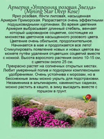 Армерия Приморская Монинг Стар Дип Роуз многолетняя