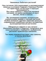 Голубика Блюголд высокорослая