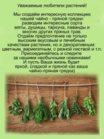 Тимьян Элфин почвопокровный чабрец пряное растение