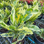 Кротон VARIEGATED – DANG (V96)