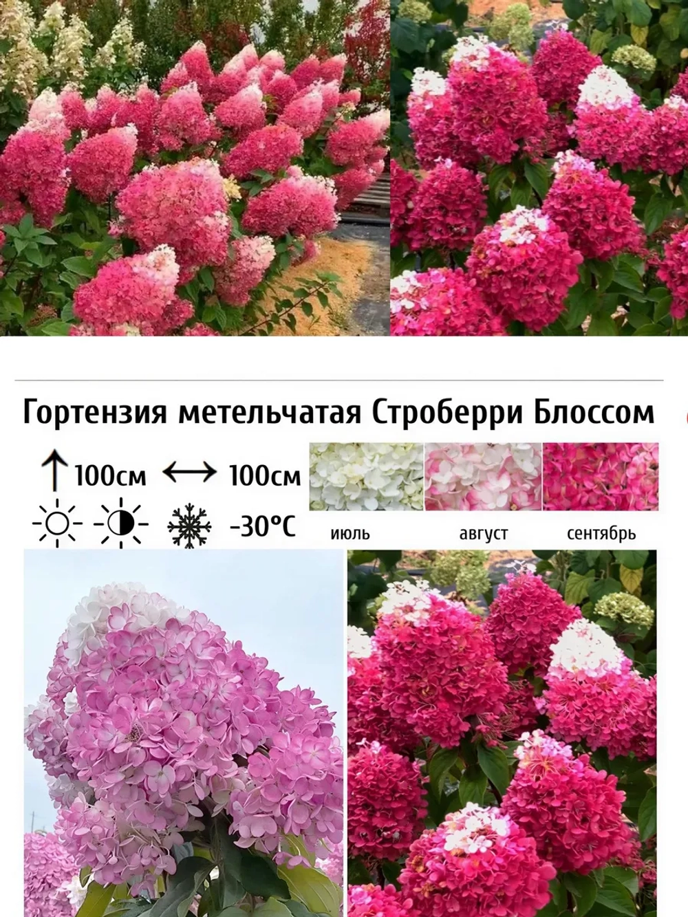 Стромберри Блоссом гортензия метельчатая
