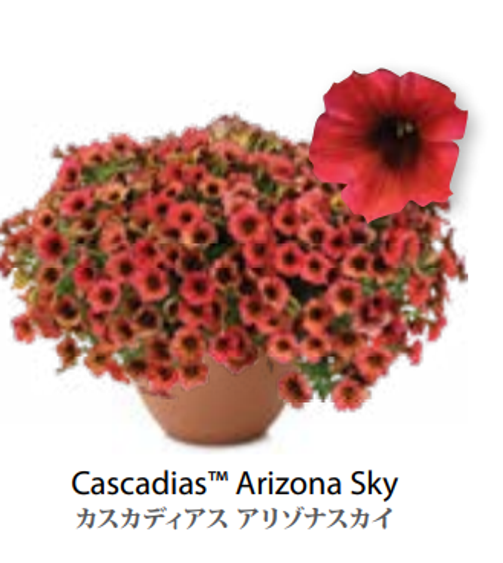 ЕВРО Петуния CASCADIAS Arizona Sky ЕВРО укорененный черенок начало января поставка 9