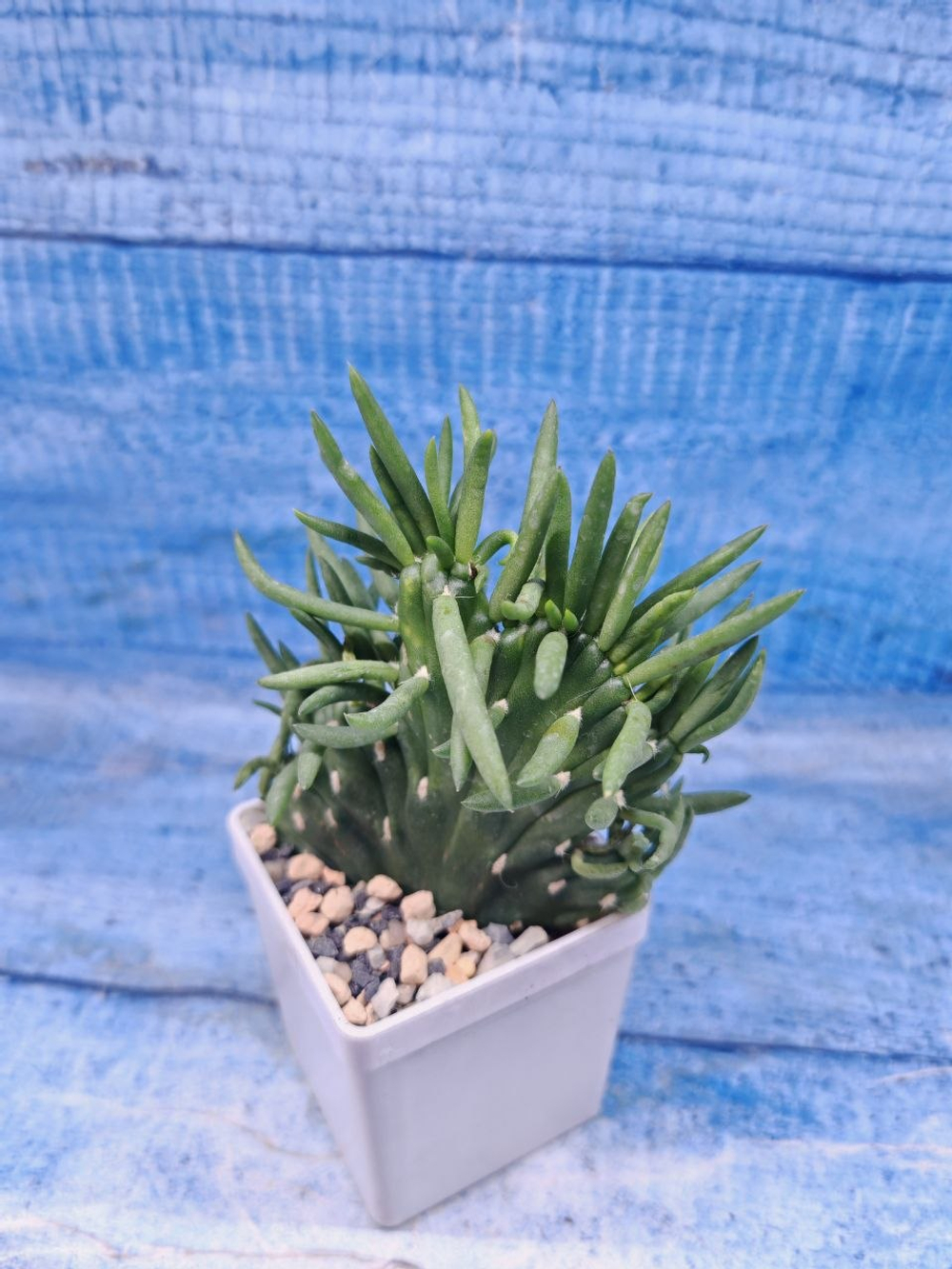 Opuntia Subulata cristata