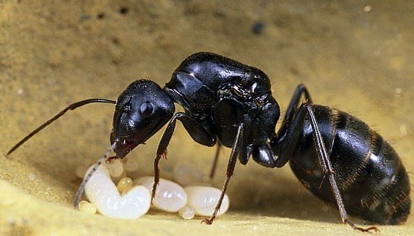 Camponotus japonicus Camponotus japonicus