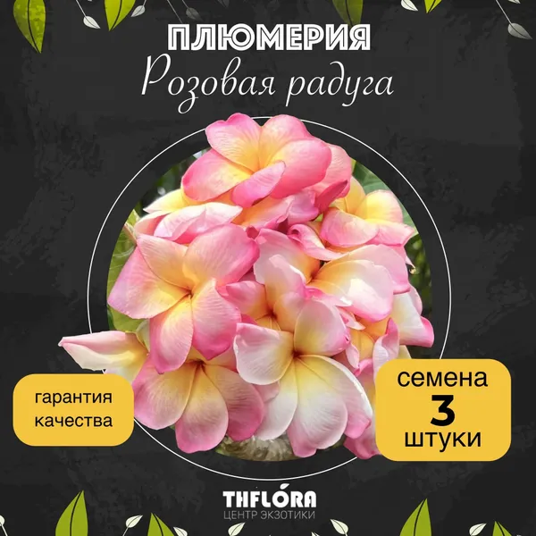 Плюмерия "Розовая радуга" семена 3 штуки