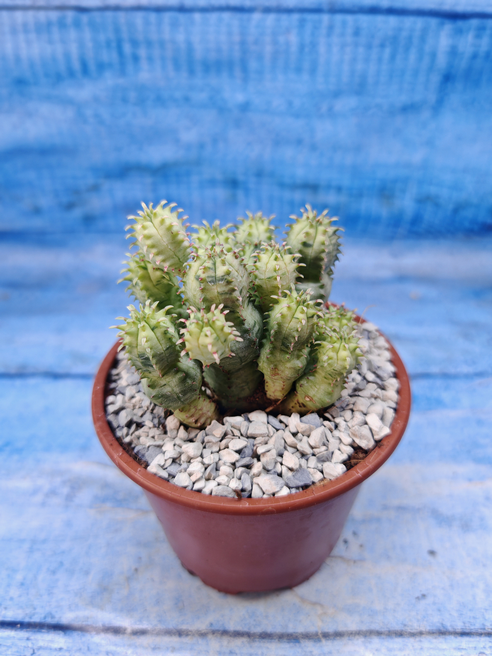 Euphorbia Pseudoglobosa variagate (Эуфорбия)
