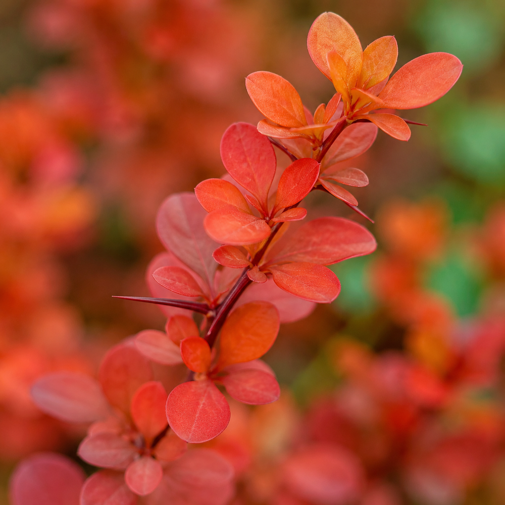 Барбарис ‘Orange Dream’