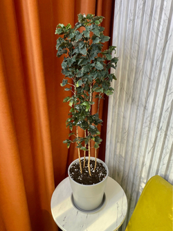 Дизиготека Гемини 3в1 в керам.горшке, D18см Н80см, 1шт, Urban Jungle
