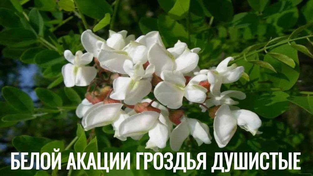 Романс «Белой аĸации гроздья душистые» Романс «Белой аĸации гроздья душистые»