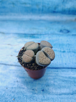 Lithops sp. (Литопсы)