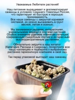 Седум Мажор густоветвистый очиток голубой