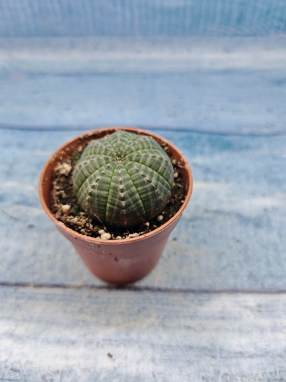 Euphoria Obesa (Эуфорбия)