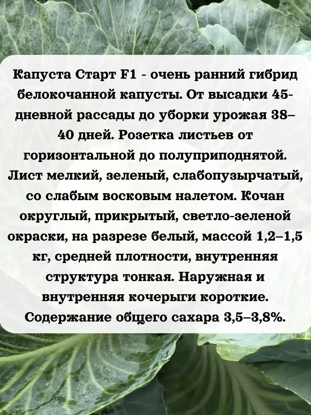 Семена капуста набор раннеспелый гибрид F1 3 шт