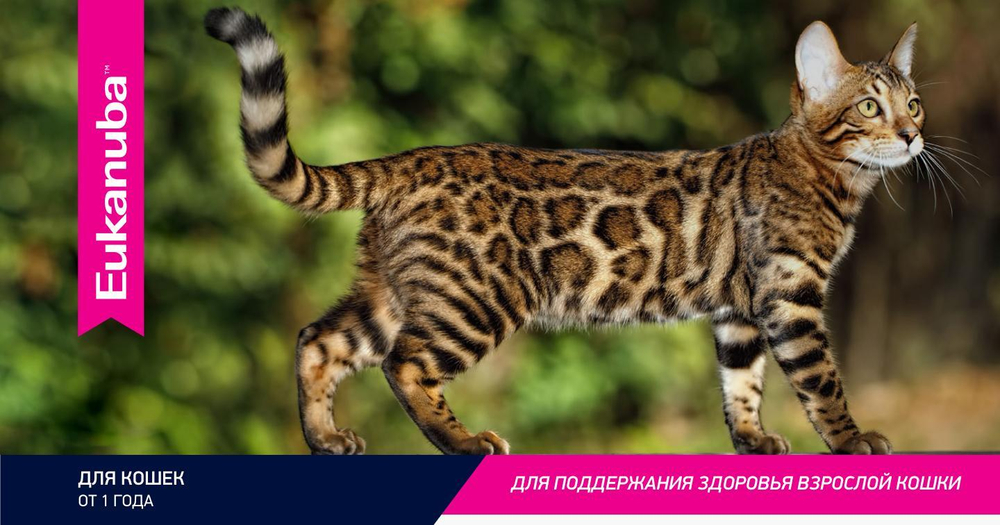 Eukanuba Adult Sterilised Weight Сontrol сбалансированный сухой корм для кошек 1,5 кг