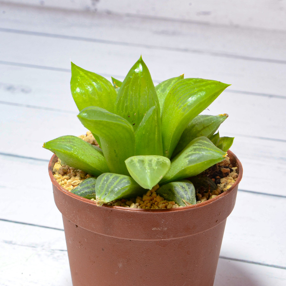 Haworthia Turgida (Хавортия)
