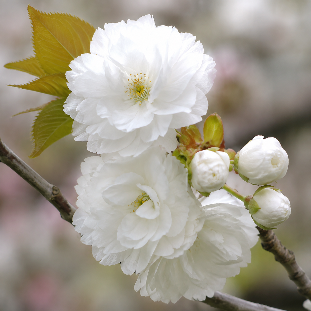 Сакура ‘Alboplena’