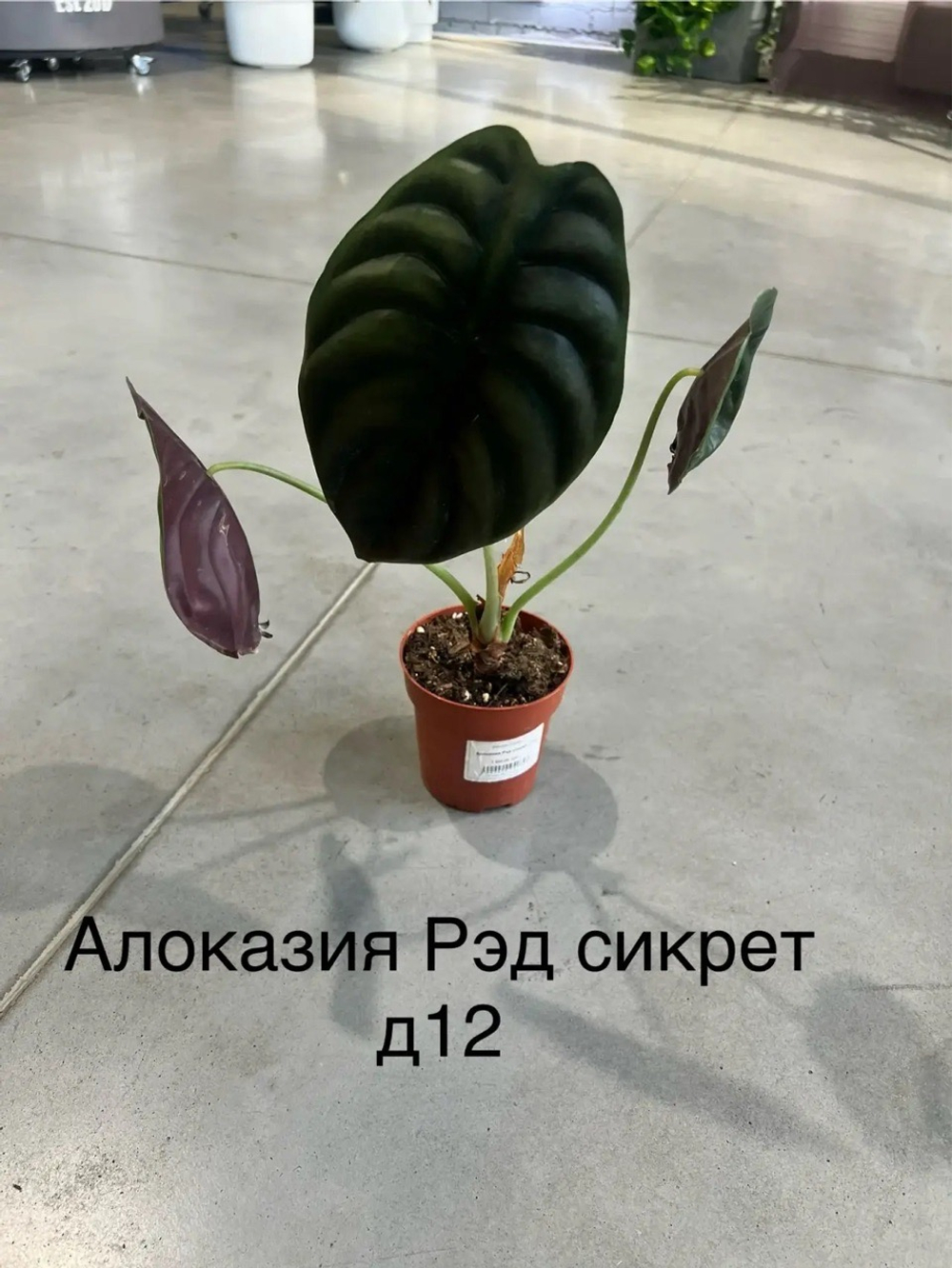 Алоказия Рэд сикрет d12