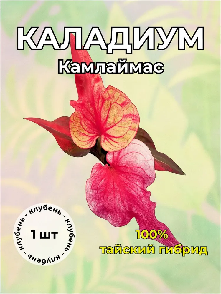 Каладиум "Камлаймас" клубень