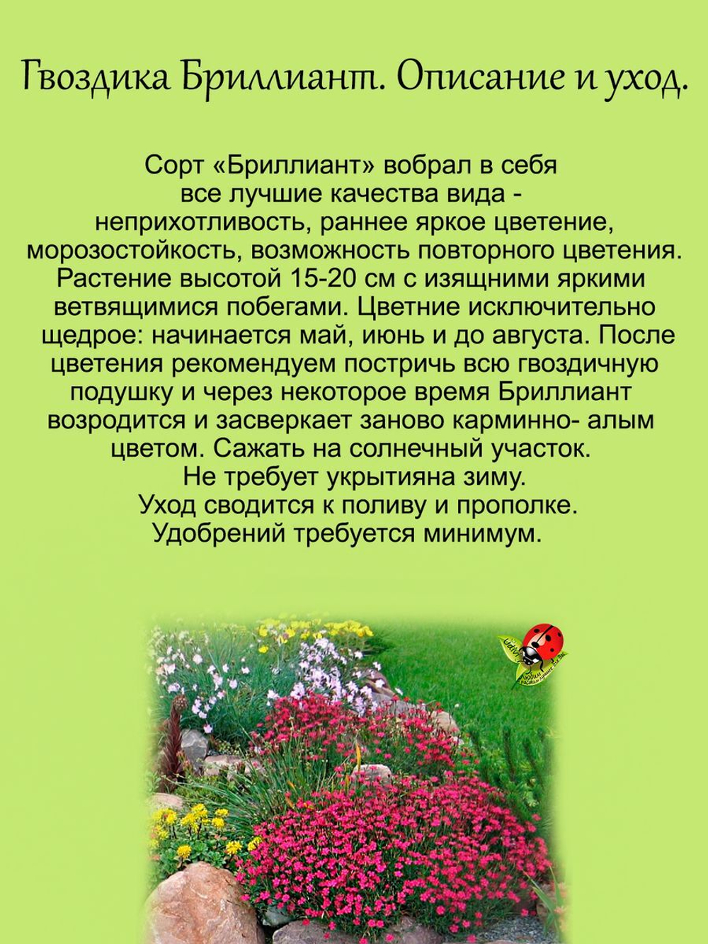 Гвоздика травянка Красный бриллиант многолетник