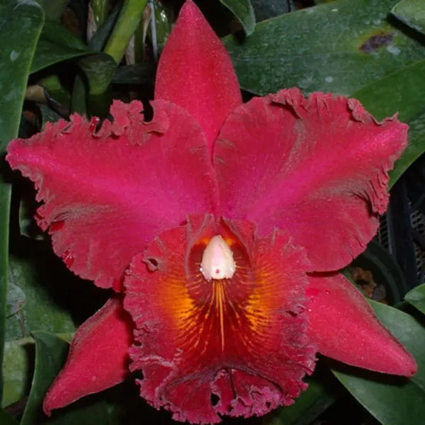 Каттлея гибридная Cattleya Blc Chia lin X blc Tainan City