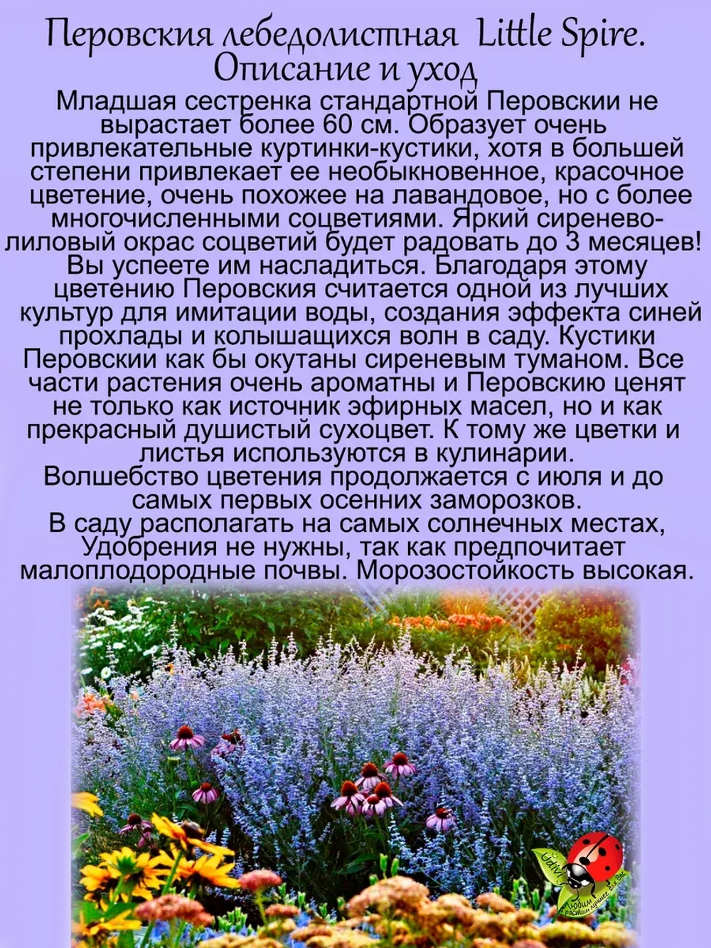 Перовския лебединолистная Маленький шпиль многолетник