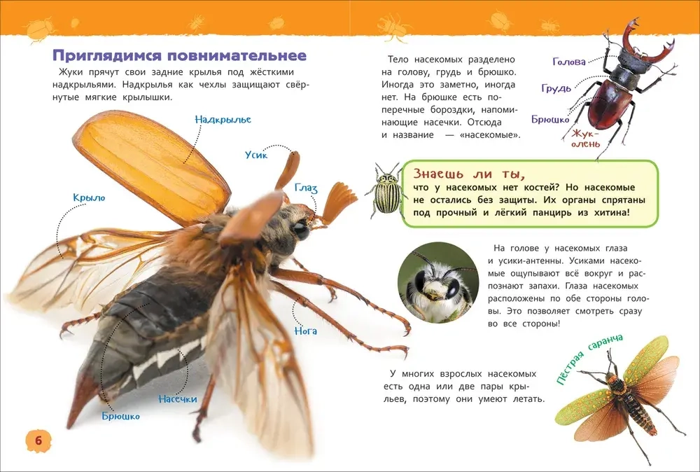 Энциклопедия для детского сада "Насекомые"