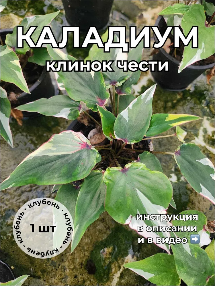 Каладиум Клинок чести клубень 2025г