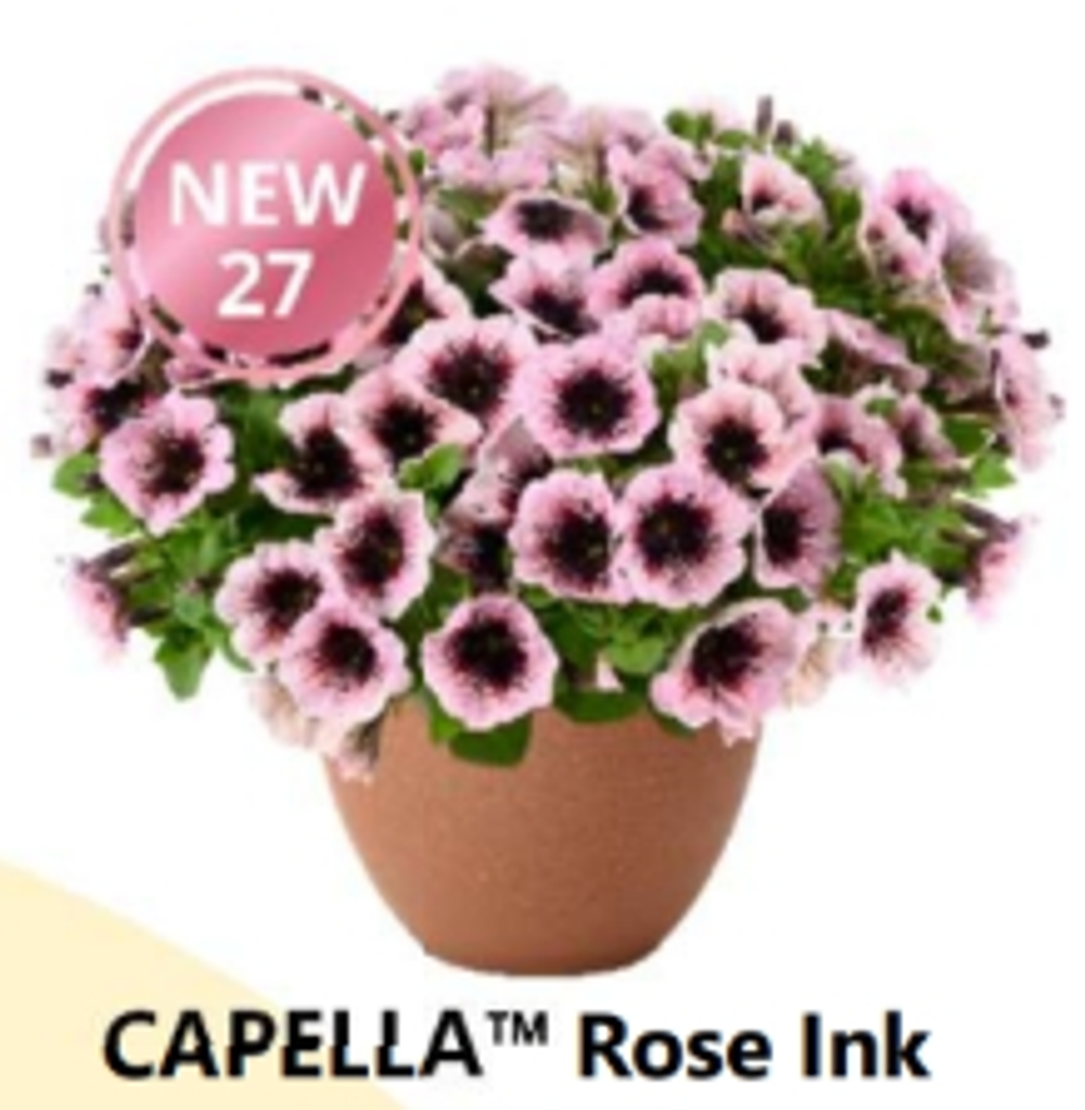 НОВИНКА 2027 ЕВРО Петуния CAPELLA Rose Ink ЕВРО укоренный черенок ФЕВРАЛЬ поставка 16