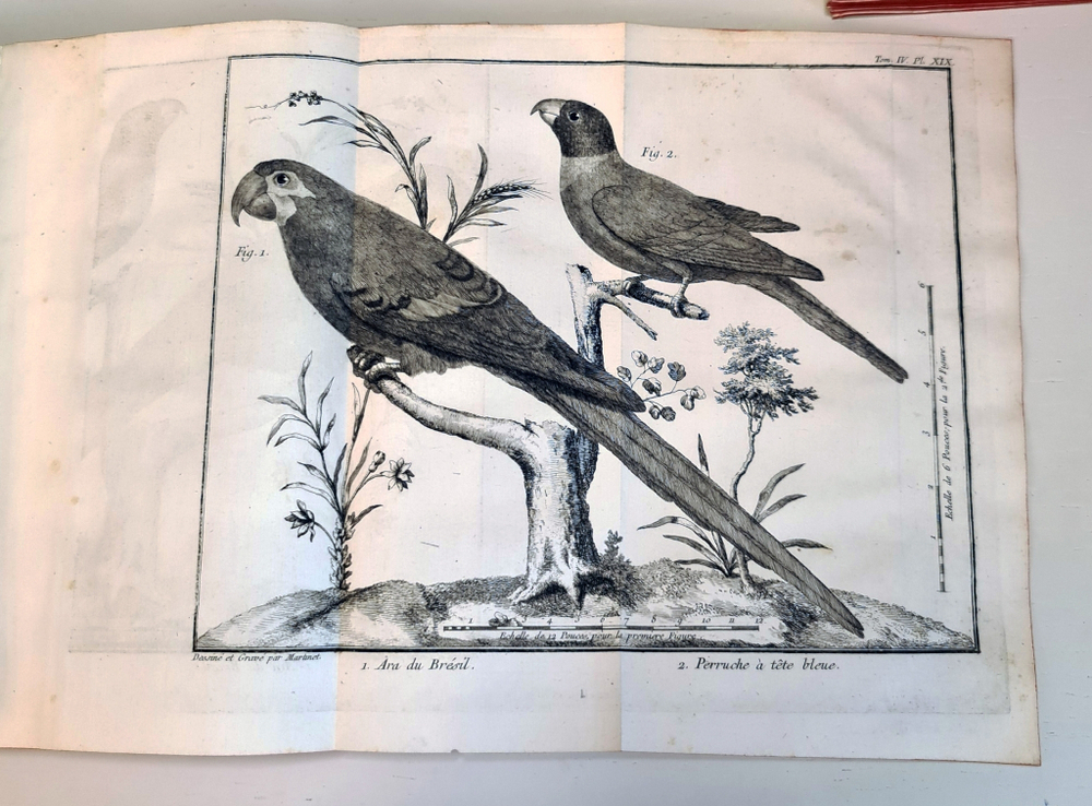 "Орнитология или метод, содержащий разделение птиц на отряды. (Ornithologie ou methode contenant la division des oiseaux en ordres)". Mathurin-Jacques Brisson (Матюрен-Жак Бриссон). 0г.
