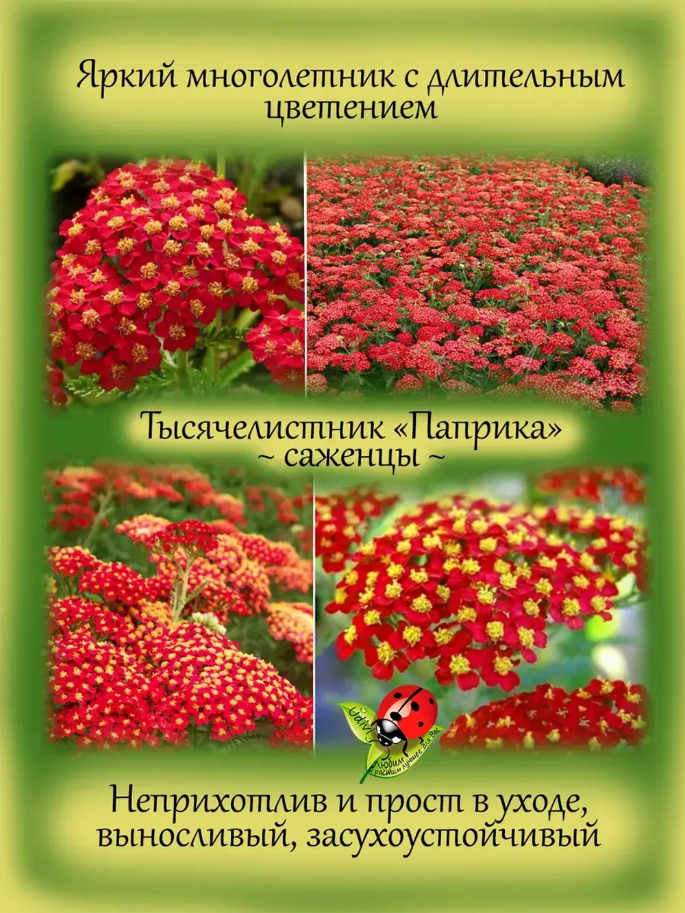Тысячелистник Паприка многолетний