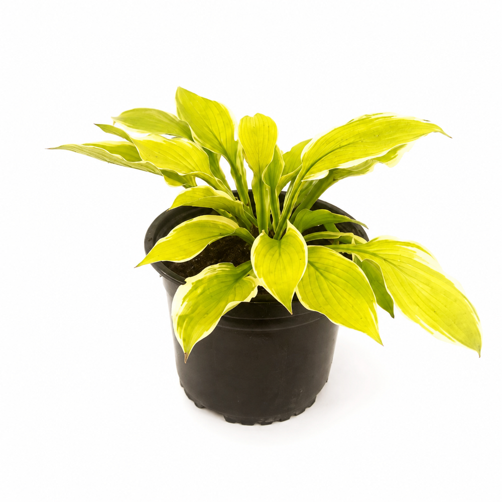 Хоста ‘American Dream’